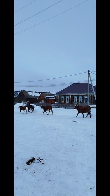 21.02.2025 - обзорка по селу Кага. Бегущие бычки.