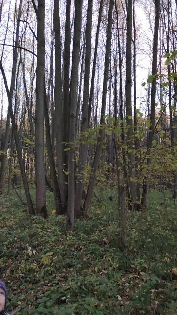 Высокие деревья в лесу где древний папоротник