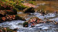 Бурный осенний поток реки. Краски осени. Красоты России. Видео для релакса.