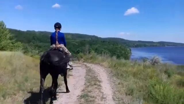 Как правильно чистить лошадь? Верховая езда