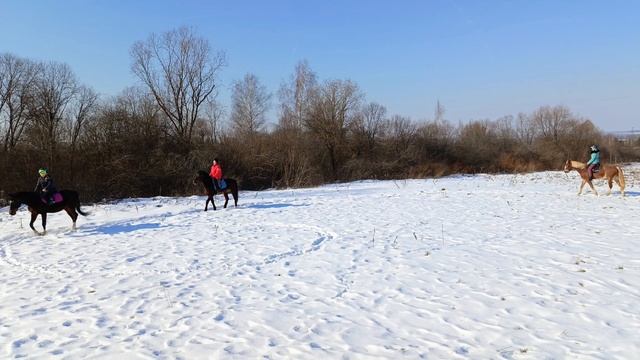 Наталья и Каспер, Соня и Флейта, Маша и Аквилон, выезд на природу в поле.