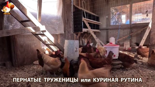 Куры несушки свободного выгула и их обычная куриная рутина – эпизод (61)