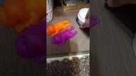 ухаживаю за сквиш собакоми