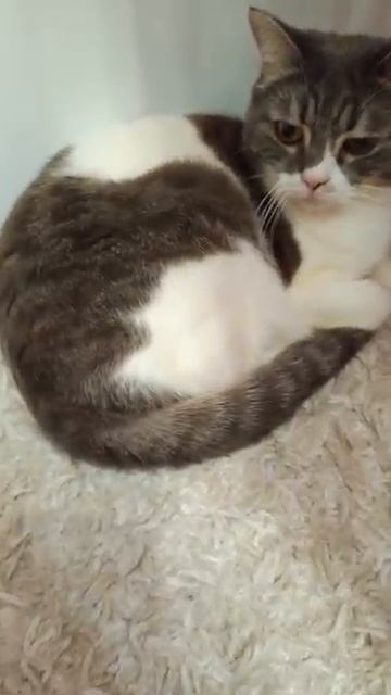 Спряталась Афина от Кузи❤️❤️❤️