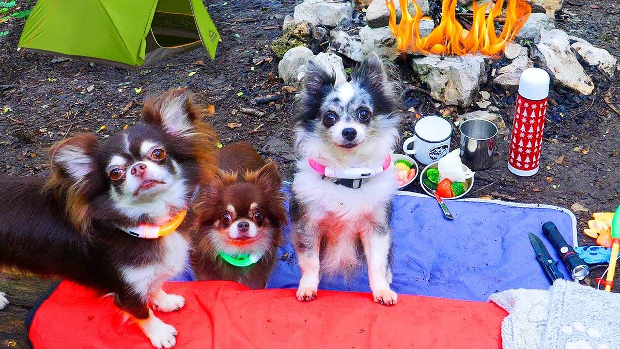 ИДЁМ В ПОХОД! Питомцы против выживания в лесу! 🌲🐕