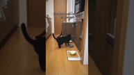 Коты инопланетяне или домушники?