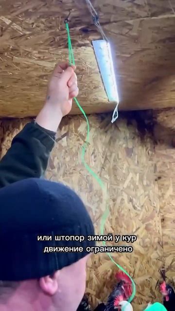 как увеличить яйценоскость кур