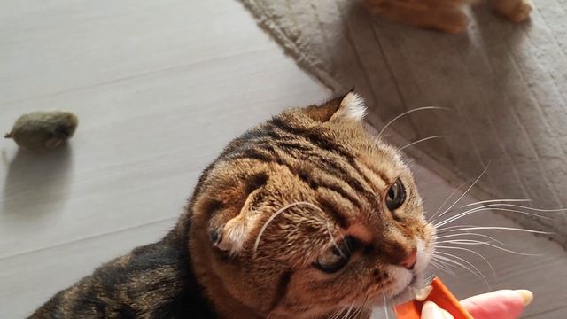 у Нюшеньки День Рождения🎂🎉🎁