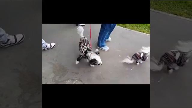 Китайская Хохлатая (РАЗМЕРЫ) #chinesecrested #hairlessdog #китайскаяхохлатая #shortsvideo