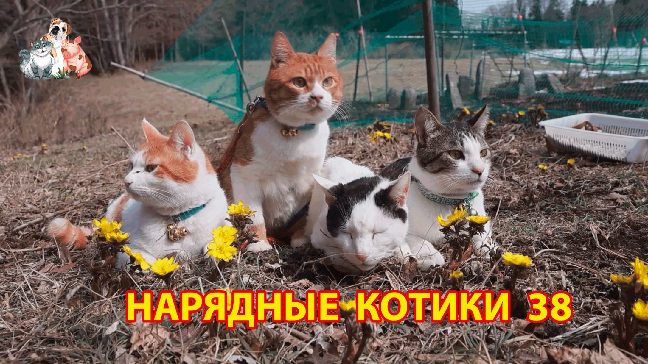 Нарядные Котики расслабляются на солнышке 🌞 🐈🐈⬛🐈 (38)