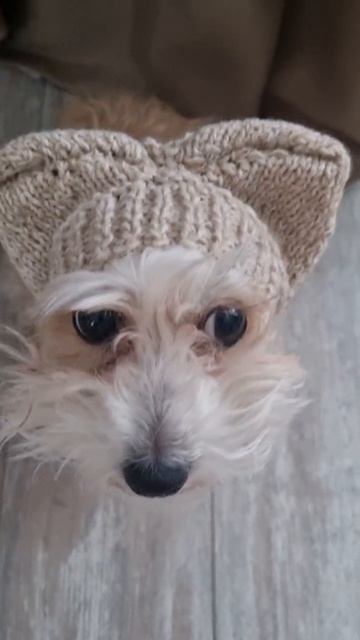 Шапка для собаки