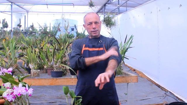 Tudo o que você PRECISA saber sobre Cattleya Intermedia!!