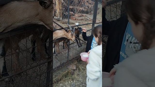 На медовых водопадах