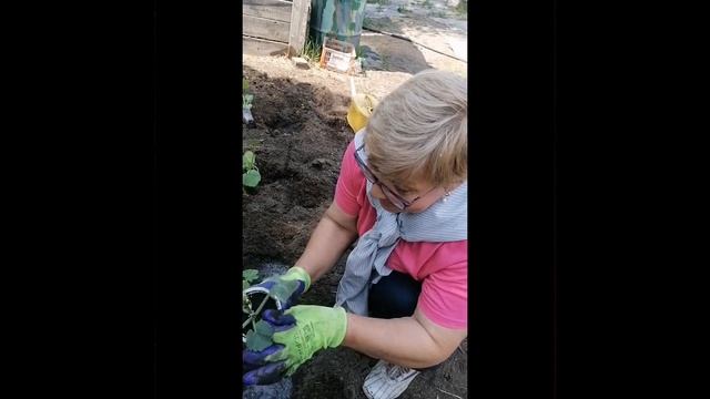 Высаживаю кабачки