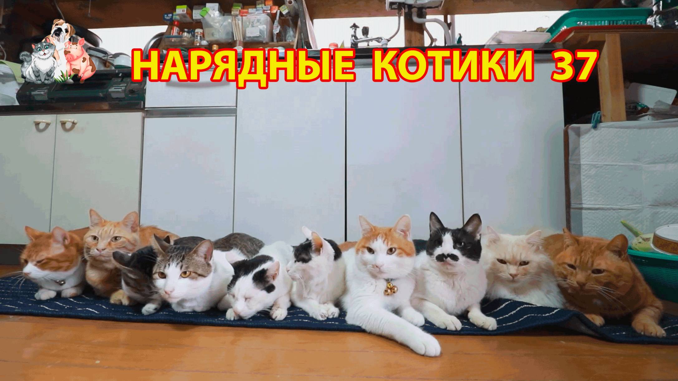 Нарядные Котики расслабляются на солнышке 🌞 🐈🐈⬛🐈 (37)