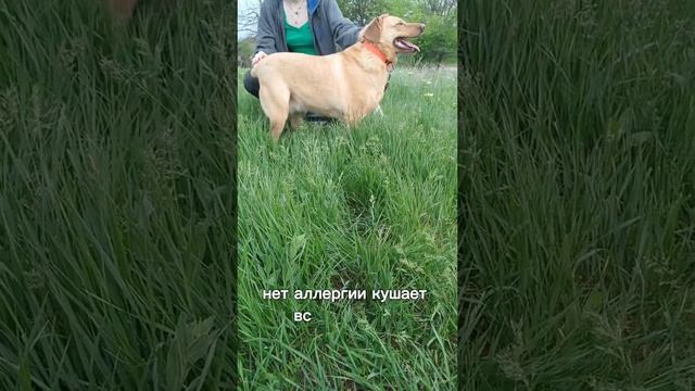 Буся ищет дом