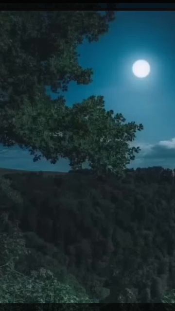 Ночной лес
