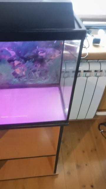 VID_20250305055.mp4