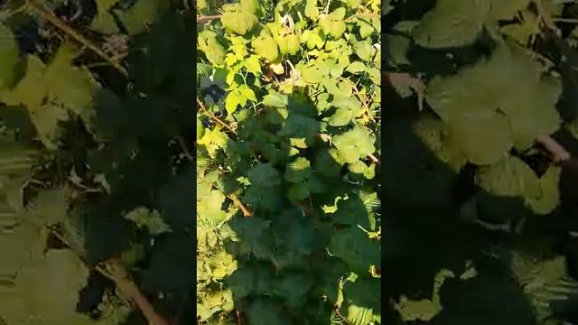 Малина Марастар - никогда не откажемся от сорта!