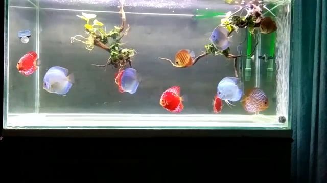 Rafflesia and Blue diamond discus tank