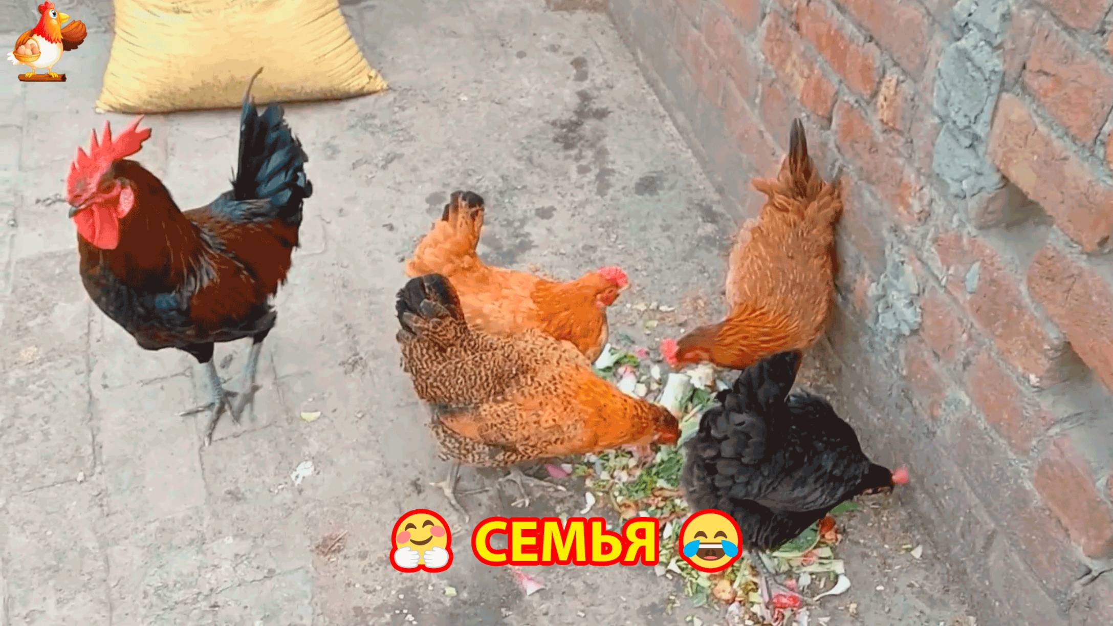 4 Курочки и Петушок ❣️🥰😂