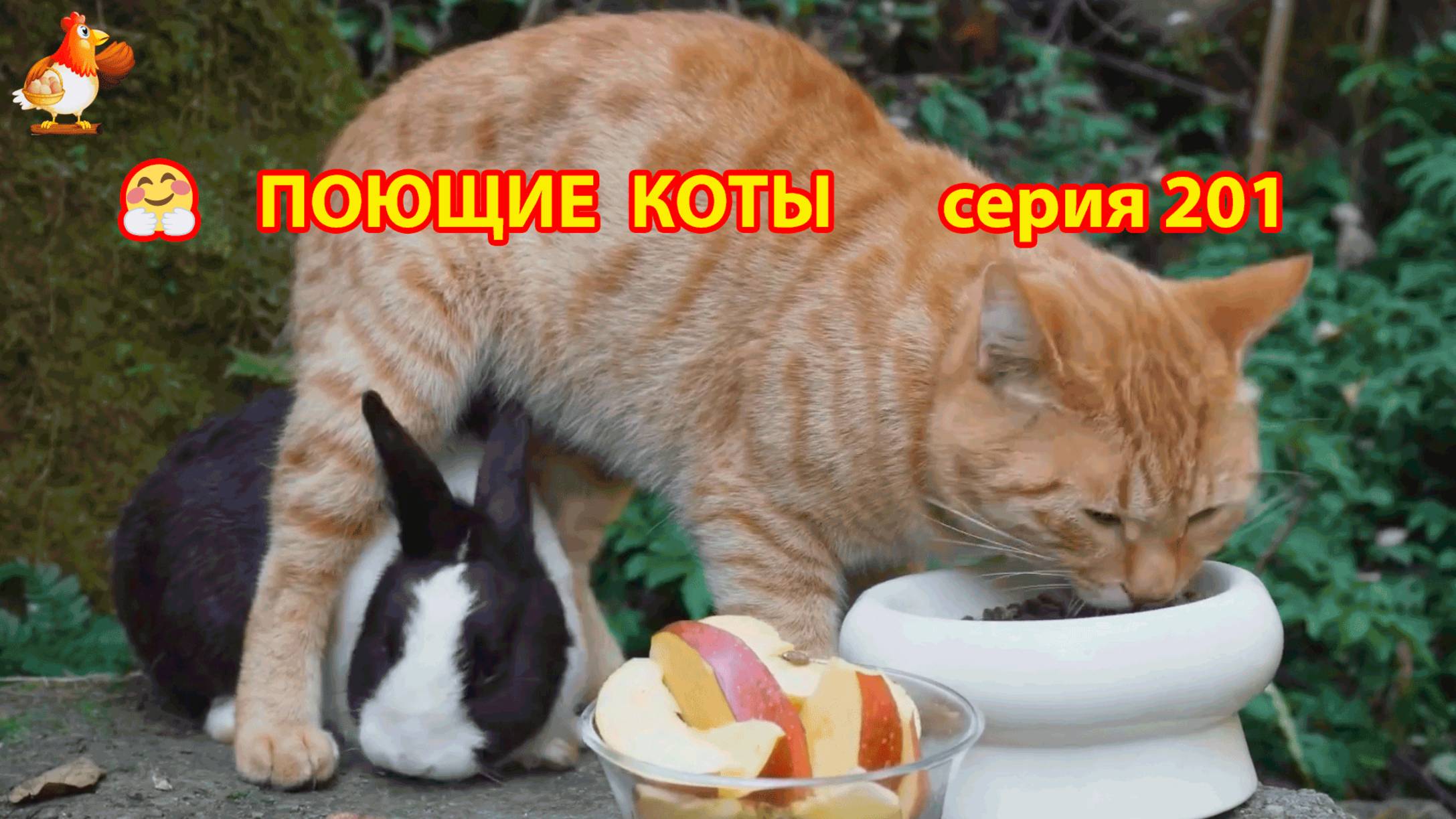 Крутые коты у птичьего двора серия (201) 🐈🐈😹 Природа Абхазии и подворье с птицами и животными ❣