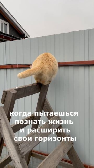 #кот #котик #котикгриша #смешнойкот #смешныеживотные