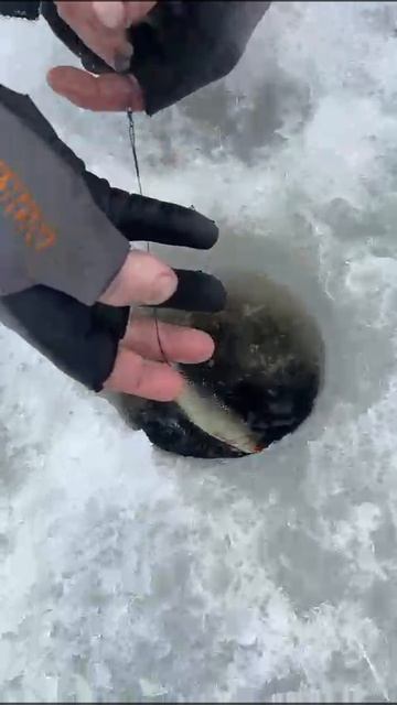 живцы на большую  рыбу