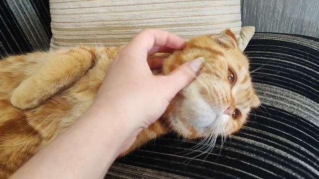 Ленивки😸🐱😺