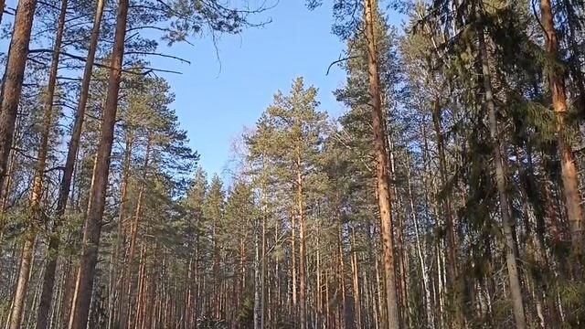 В зимнем лесу. Вальс. Спокойная красивая музыка.