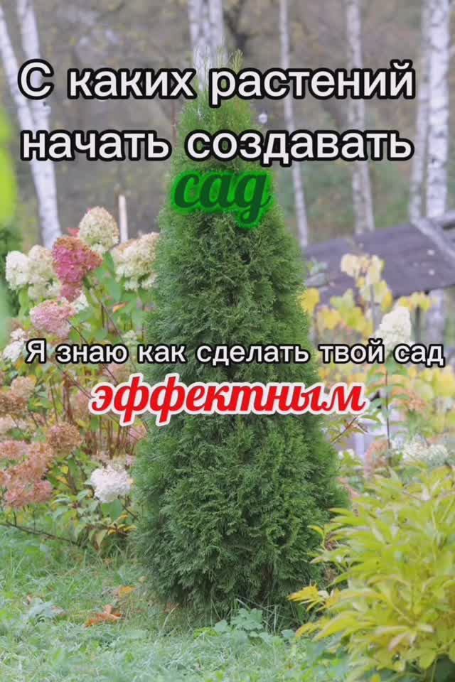 С каких растений начать создавать сад