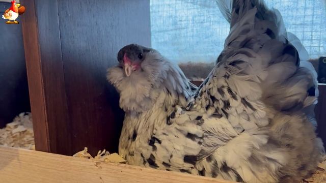 Идеальное птицеводство достойно восхищения 🐓🦆🦢🦚🦃🐔 эпизод (67)
