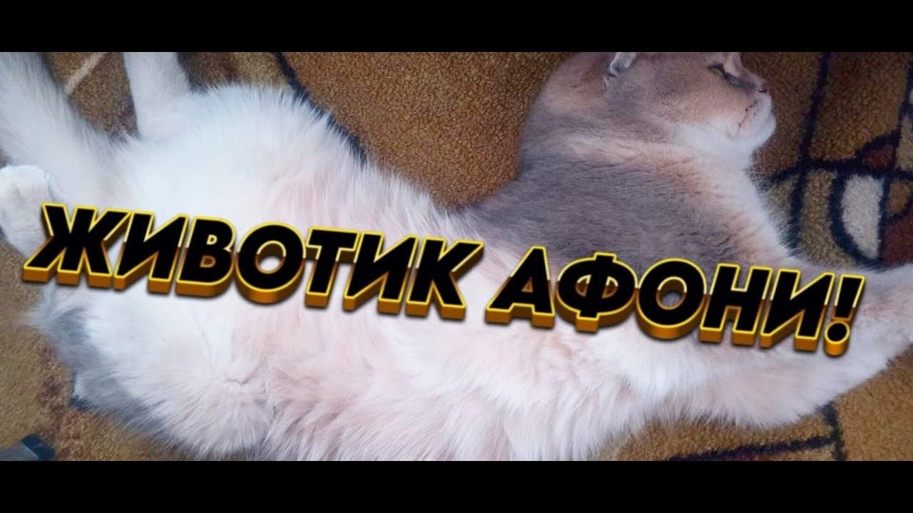 ЖИВОТИК АФОНИ