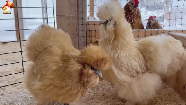 Идеальное птицеводство достойно восхищения 🐓🦆🦢🦚🦃🐔 эпизод (69)