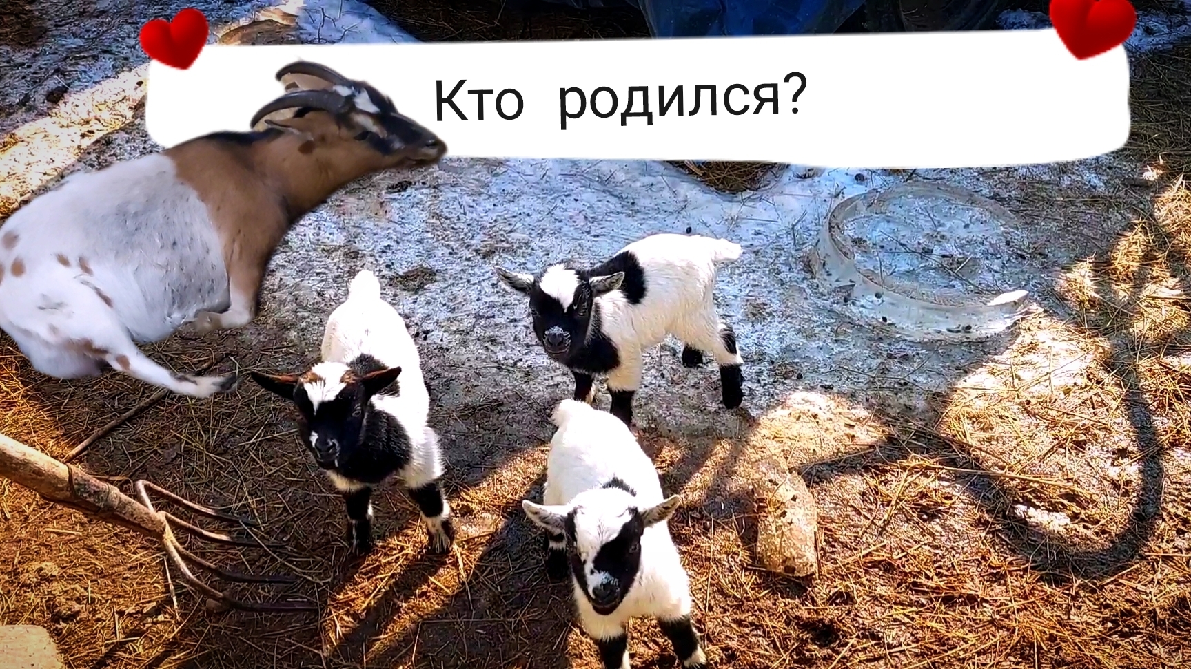 КАМЕРУНСКАЯ 🐐 коза РОДИЛА 🎉. Морозы 🥶 надоели 😭