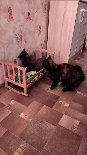 Забавные животные