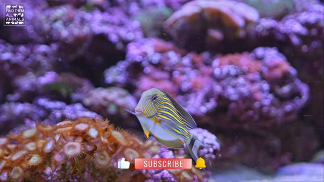 Discover the HIDDEN World of Aquarium Fish and Coral Reef in 4K. Отвлекись от дел, сядь и отдохни.