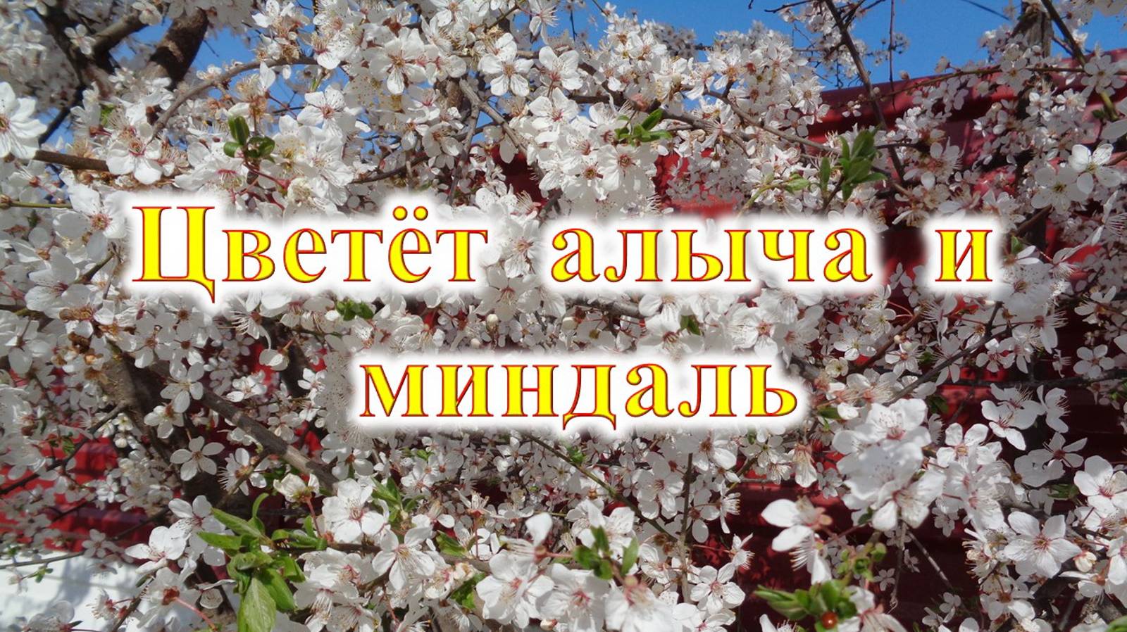 🌿 Цветёт миндаль и алыча -- 28 марта 2020 год, Крым, Судак.