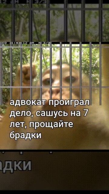 покеда