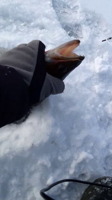 ВОТ ЭТО МОНСТР! #shorts #рыбалка #fishing #эдвардкосичка #fish #влог #природа #nature #отдых #rest