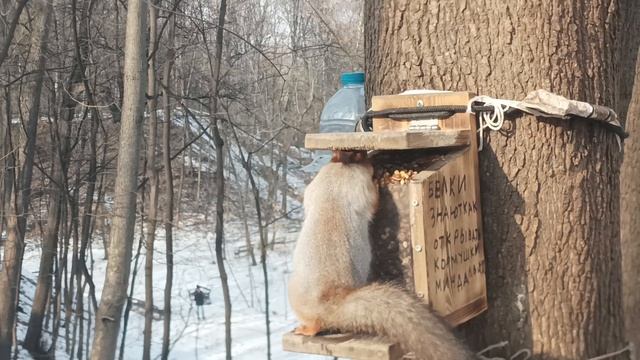 Яжемать перекусить я год не видел этой Белки