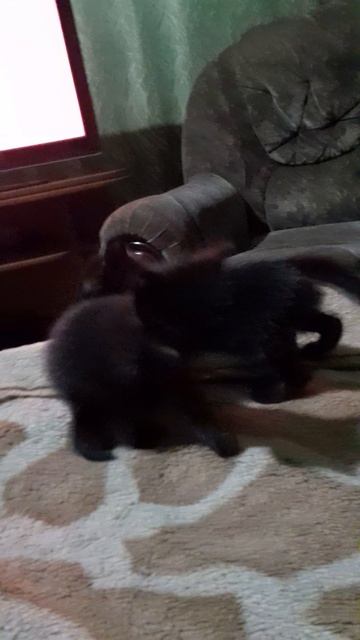 котики