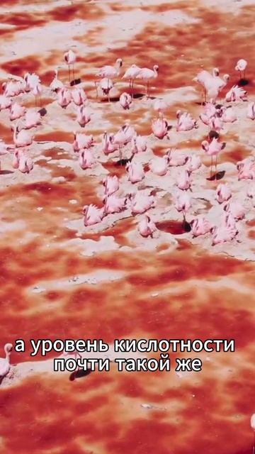 Удивительное озеро натрон