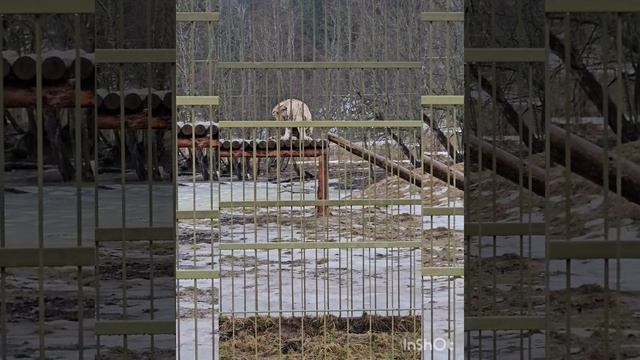 ПАРК ЛЬВОВ ЗЕМЛЯ ПРАЙДА 🐅🐪🐾🦁