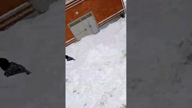 трансляция