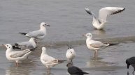 Brown Headed Gulls Floating near Mumbai's Dadar Beach