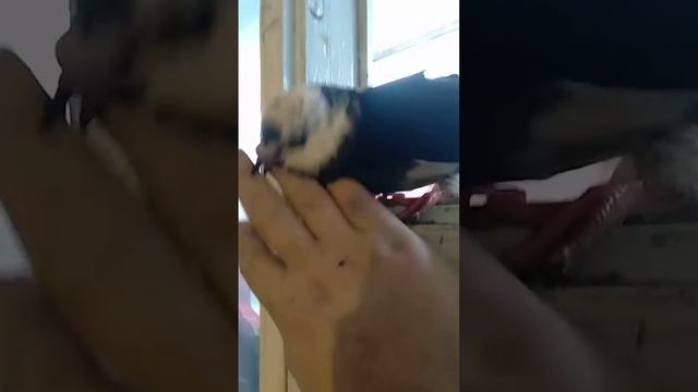 нападение птицы через форточку