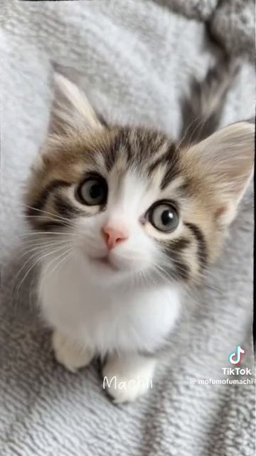 милота