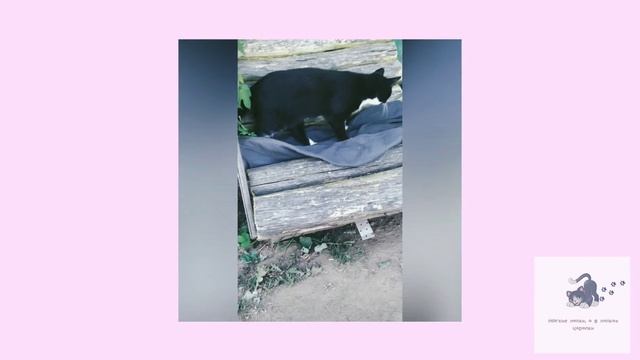 Смешные кошки. Приколы с котами. Если долго мучиться, что-нибудь получится. Мягкие лапки