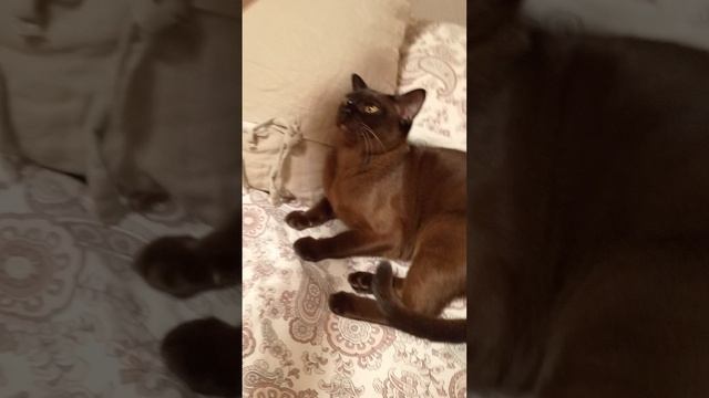 Приехали домой 😸